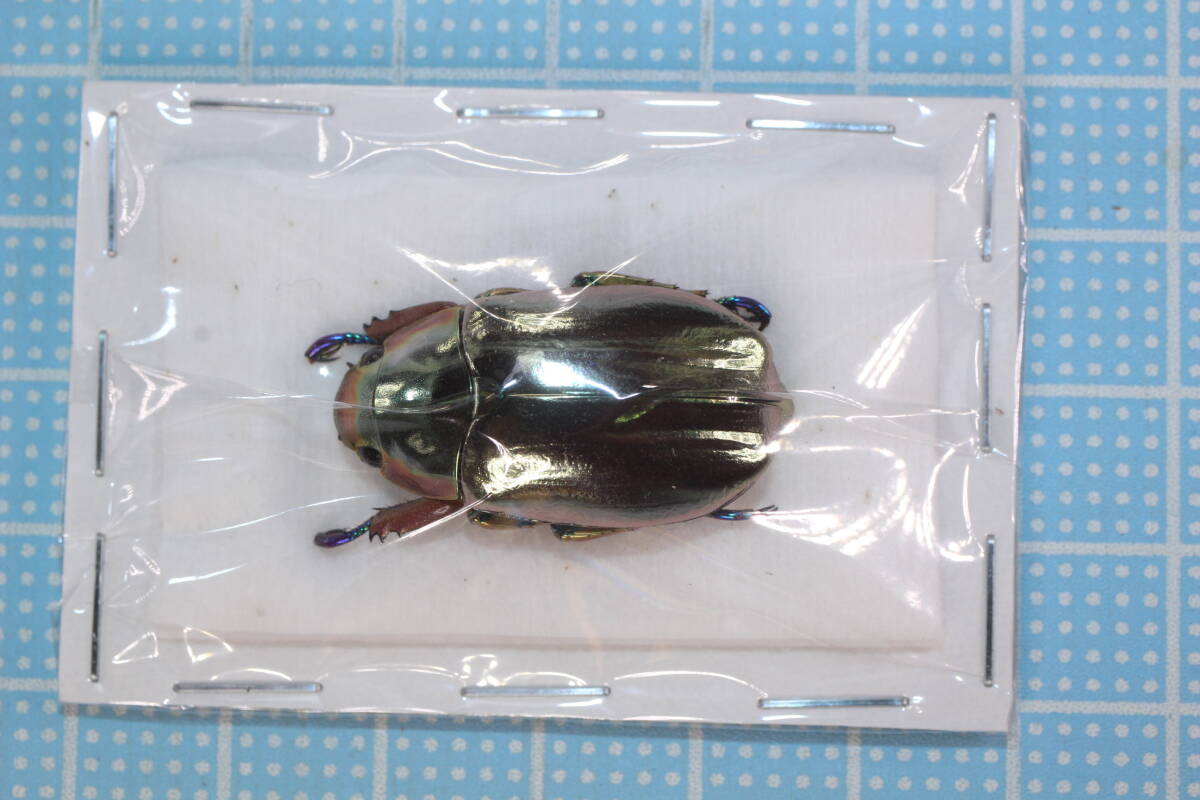 Yahoo!オークション -「プラチナコガネ」(その他) (虫類)の落札