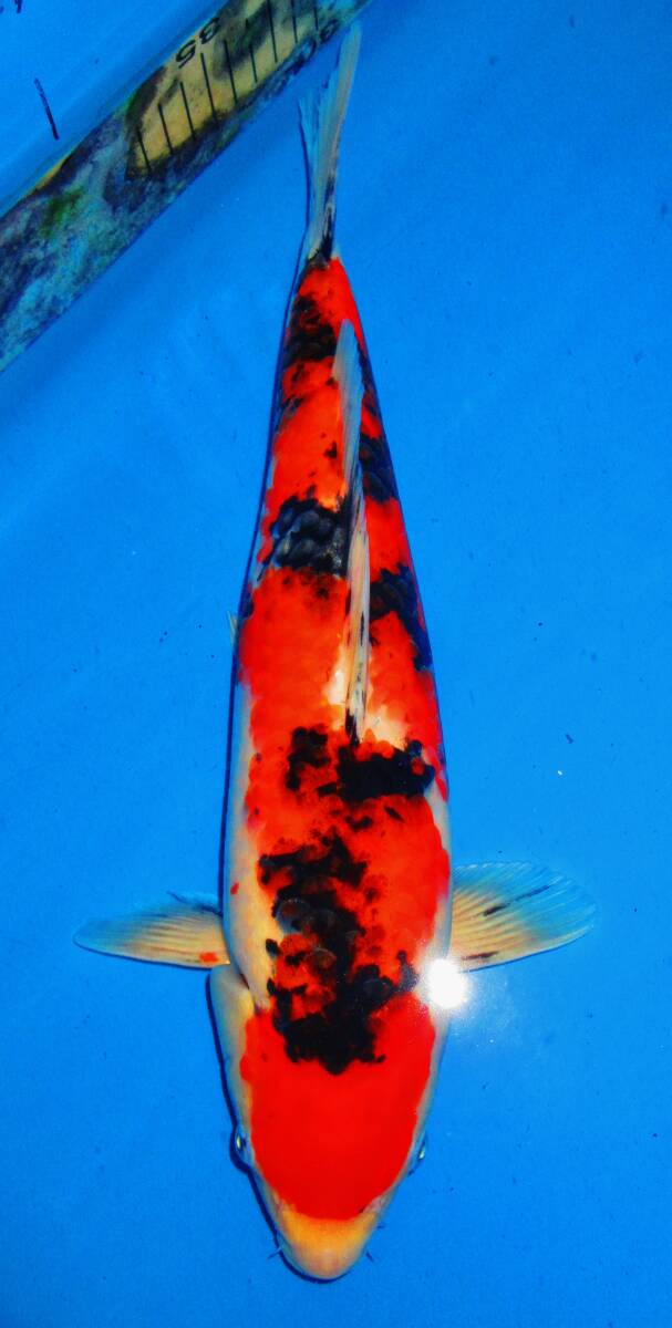 錦鯉夢屋【品評会用！】51㎝位ナイスバディ1211－4，紅白(斉藤養鯉場、山古志産、)22年産　特級品【動画有】 第72回長岡市錦鯉品評会。#️\u20e3nishikigoi#️\u20e3koi