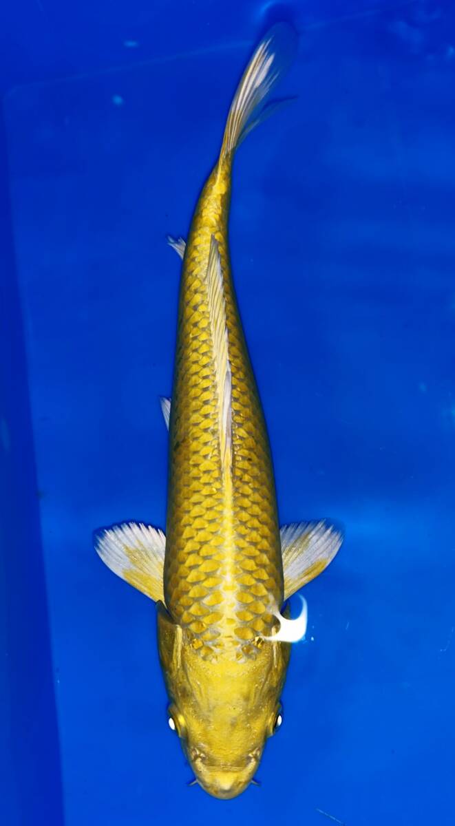 錦鯉夢屋【品評会用！】51㎝位ナイスバディ1211－4，紅白(斉藤養鯉場、山古志産、)22年産　特級品【動画有】 第72回長岡市錦鯉品評会。#️\u20e3nishikigoi#️\u20e3koi