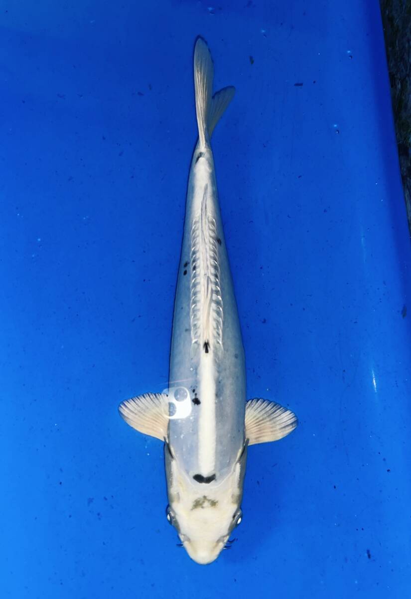 錦鯉夢屋【品評会用！】51㎝位ナイスバディ1211－4，紅白(斉藤養鯉場、山古志産、)22年産　特級品【動画有】 第72回長岡市錦鯉品評会。#️\u20e3nishikigoi#️\u20e3koi