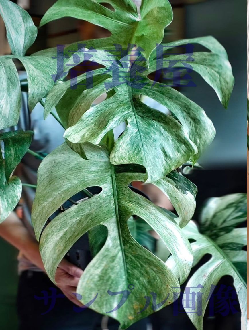 Yahoo!オークション -「モンステラ ミント」(モンステラ) (観葉