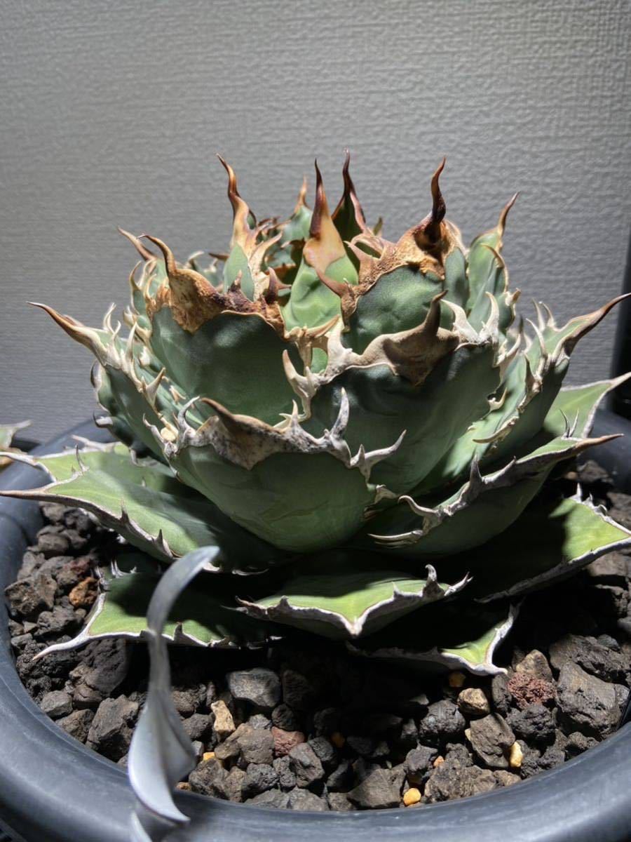 Yahoo!オークション - イラン極上株 アガベ チタノタ ドラゴン