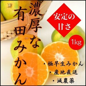 有田みかん 極早生 ゆら早生 1㎏ 蜜柑 減農薬 産地直送 高糖度 朝採れ直送 和歌山産 農家直送 採れたてを即発送 旬の味覚 希少 送料別
