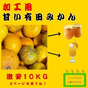 減農薬 訳あり 加工用 有田みかん 極早生 10㎏ 蜜柑 減農薬 産地直送 高糖度 朝採れ直送 和歌山産 農家直送 旬の味覚 送料別1