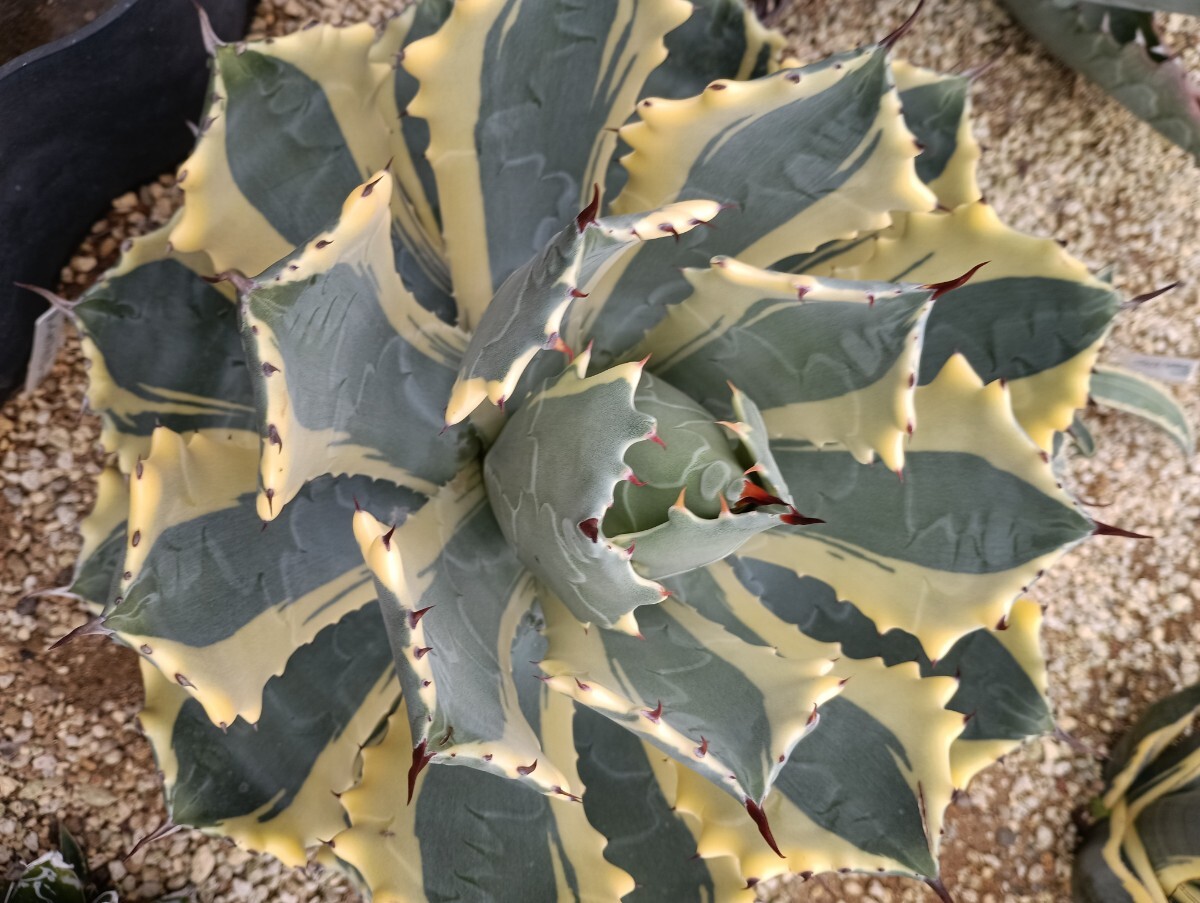 Yahoo!オークション -「アガベアトミックゴールド」の落札相場