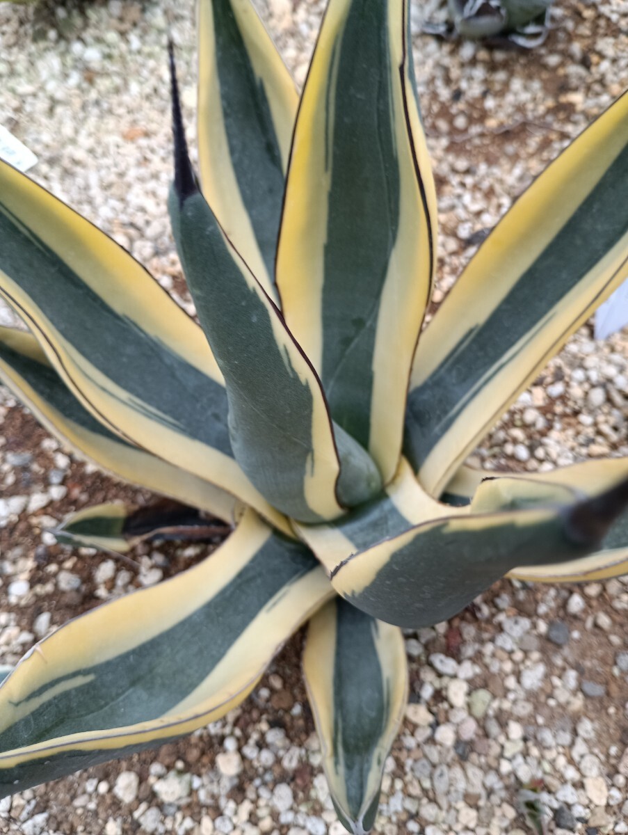 アガベ グレートホワイトシャーク　シャークスキン 鮫肌三兄弟❗️ 地道に成長しとる。 #DGFT #アガベシャーク