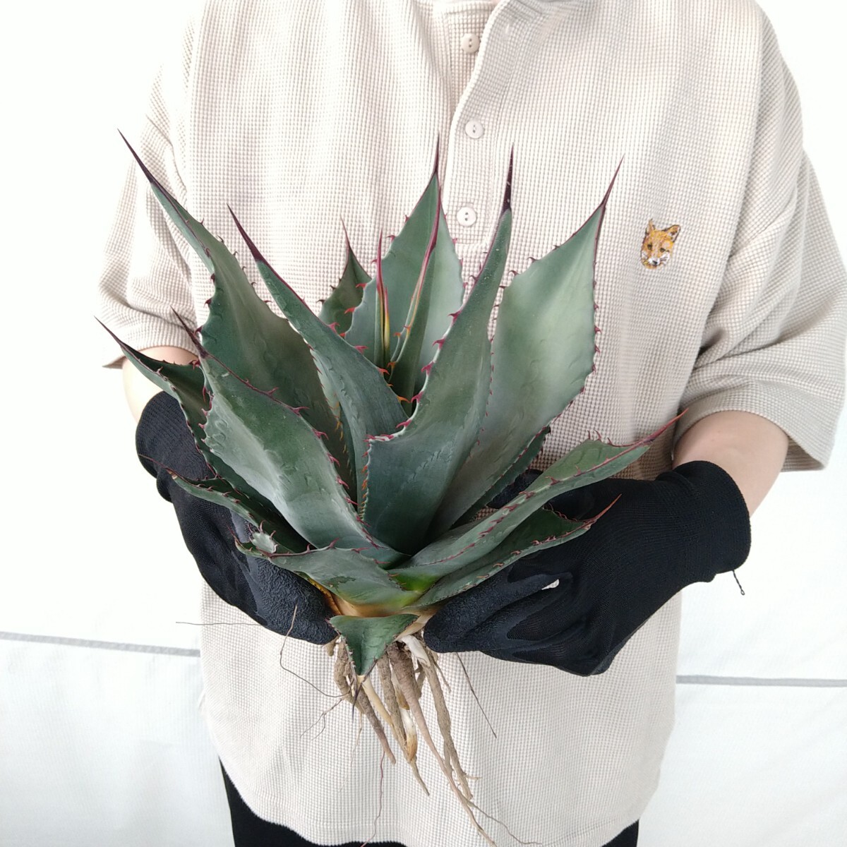 限定値下げ！【希少】中株出品オバティカータ　パリートランカータ✖️オバティフォリア Yahoo!オークション -「オバティカータ」の落札相場・落札価格