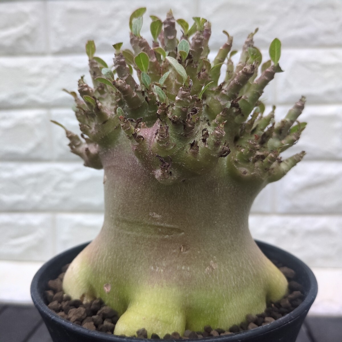 Yahoo!オークション -「アデニウム ブラックスキン」(花、園芸