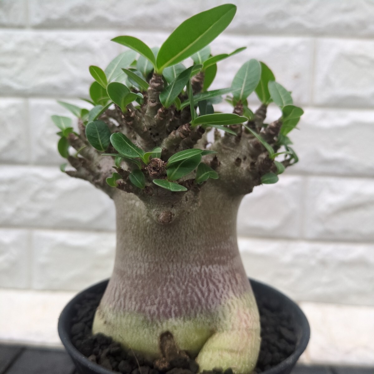 【激レア/ブラックスキン/ドワーフ/超極太 】アデニウム ガラメー タコ足A-7 激レア/ブラックスキン/ドワーフ/超極太 】アデニウム ガラメー