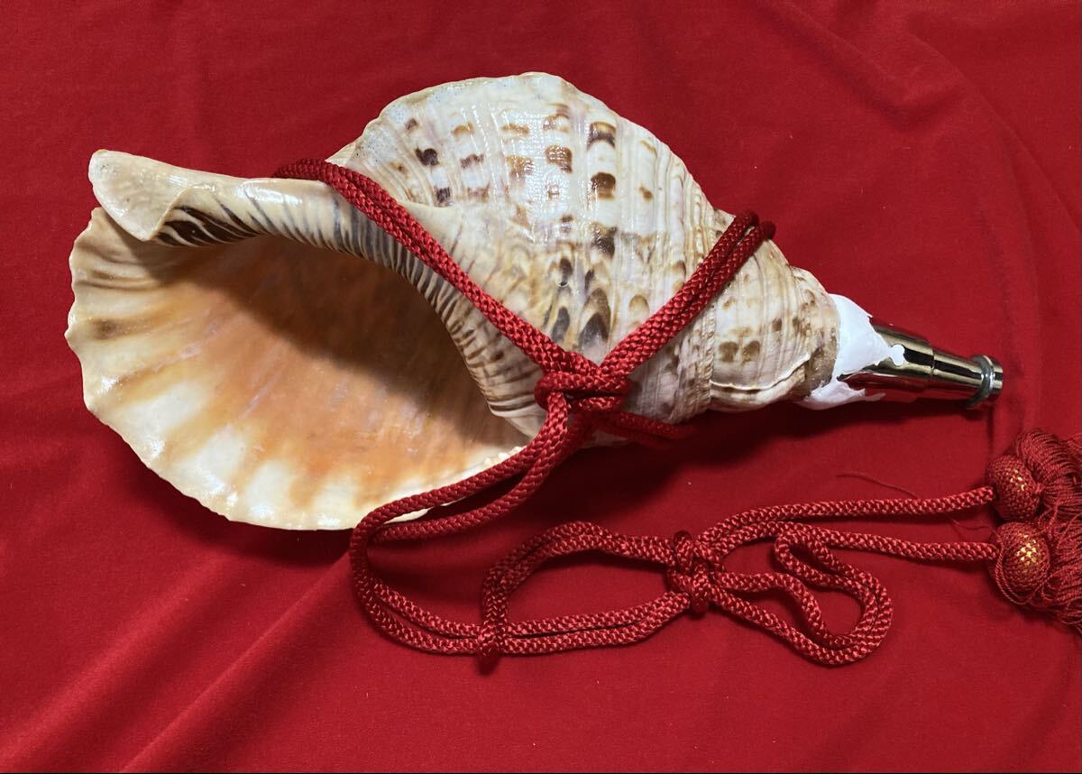2025年最新】Yahoo!オークション -特大法螺貝の中古品・新品・未