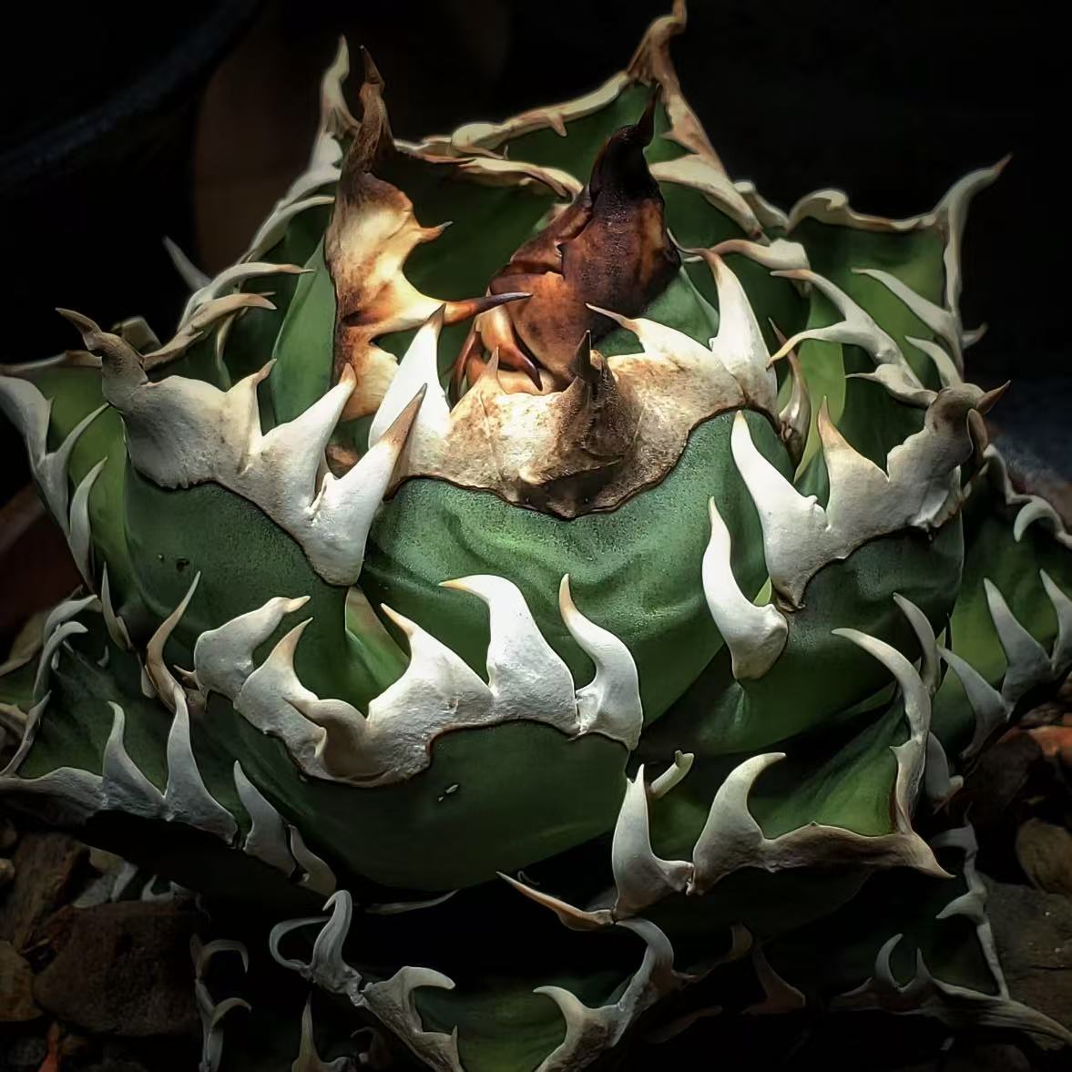 2025年最新】Yahoo!オークション -アガベ オアハカ(アガベ)の