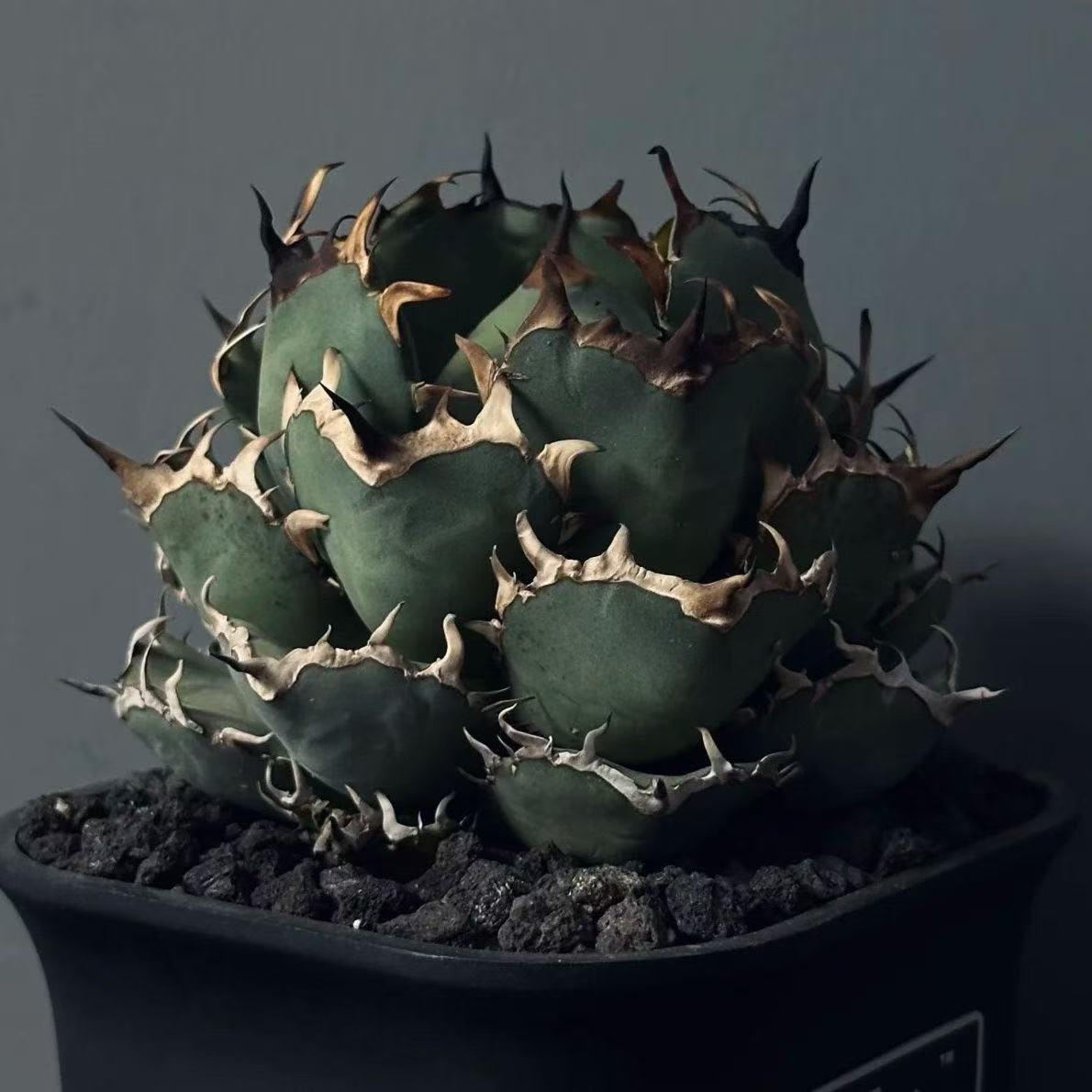 Yahoo!オークション -「アガベ チタノタ ブツブツ」の落札相場