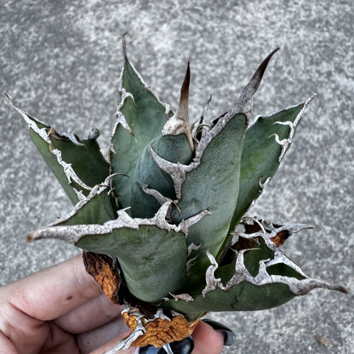 アガベ　チタノタ　黒鯨　親株　検）オアハカ　皇冠　清櫻　大白鯊 アガベ チタノタ 黒鯨 子株 検）オアハカ 皇冠 清櫻 大白鯊