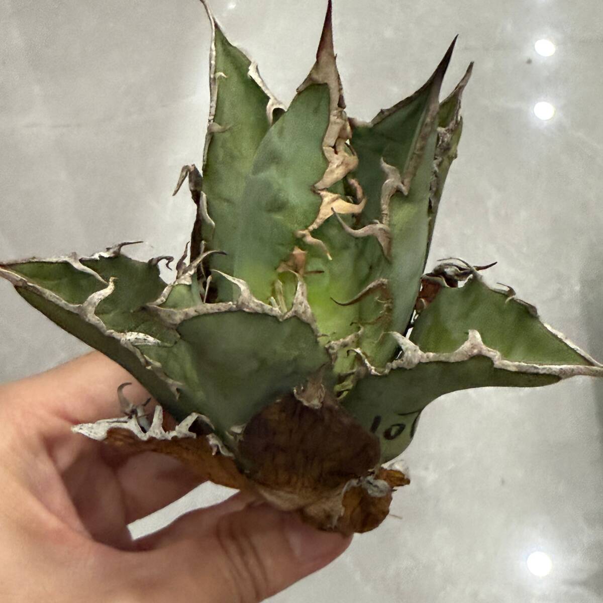 Yahoo!オークション -「アガベ チタノタ 悪魔」の落札相場・落札価格