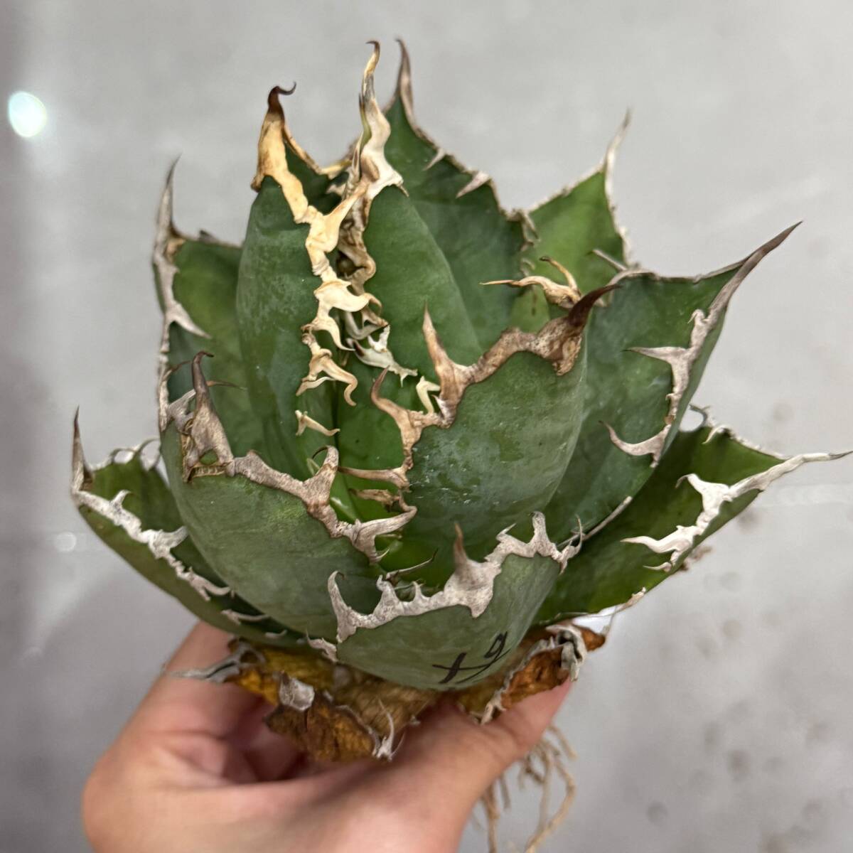 アガベ　チタノタ　麻花　検　ブツブツ　冰雹　真麻花龍　大白鯊　皇冠 アガベ チタノタ 真麻花龍 検 ブツブツ 冰雹 麻花 大白鯊 皇冠