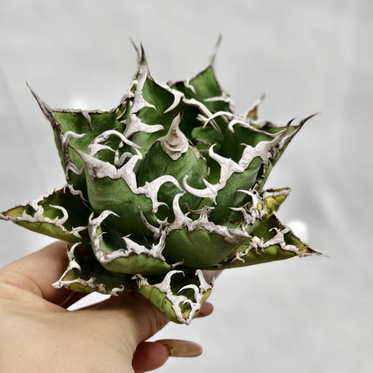 特選 アガベ チタノタ \"姫厳竜\" 強棘 短葉 厚葉 強鋸歯 極上美株　6株 8910d84c183be569c6c88bd7367f06