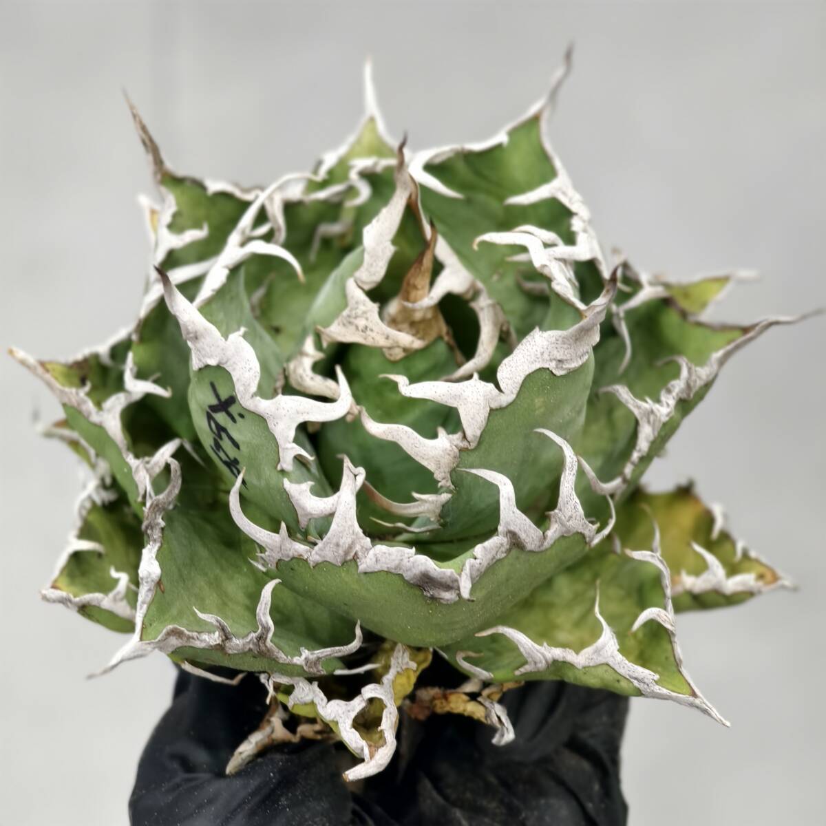 アガベ チタノタ 白鯨 レア 極上 狂刺 子株 実生 38株同梱 おまけ付き アガベ チタノタ 