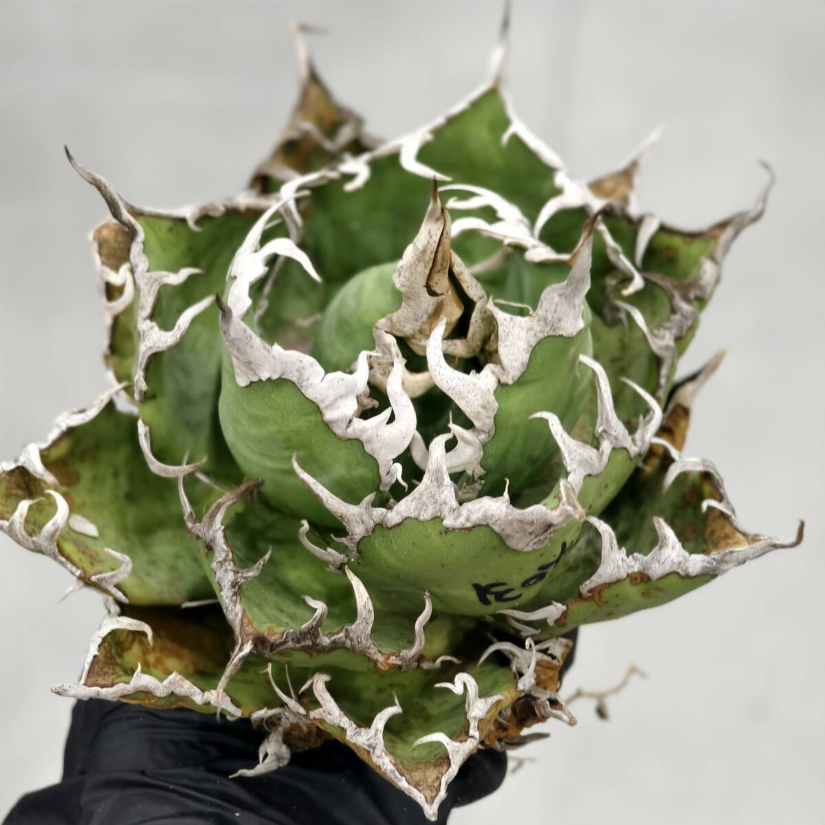 特選 アガベ チタノタ 海王　超絶狂棘極上株 激レア　鉢付き 特選 アガベ チタノタ 海王 超絶狂棘極上株 激レア 鉢付き