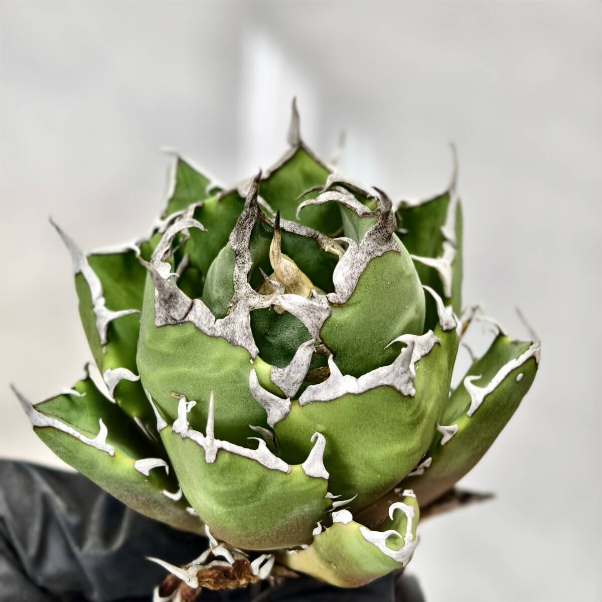 Yahoo!オークション -「アガベ チタノタ 悪魔くん bakemono」の落札