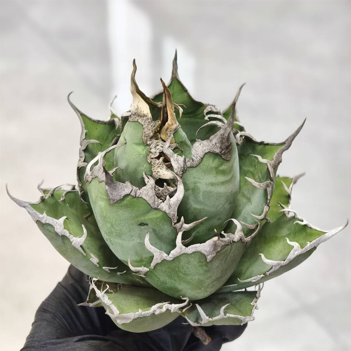 【上澳園芸】 アガベ チタノタ 緑犀牛 濃黒棘 良質子株 LED管理株 916 【上澳園芸】 アガベ チタノタ 緑犀牛 優良血統子株