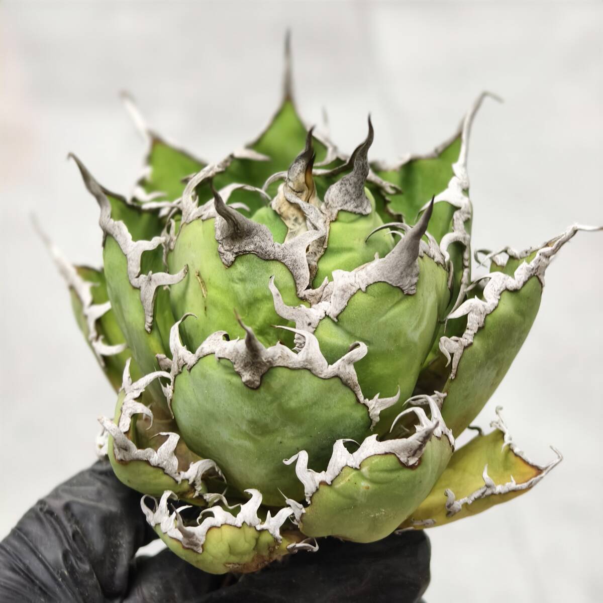 Yahoo!オークション -「ハデス」(アガベ) (観葉植物)の落札相場