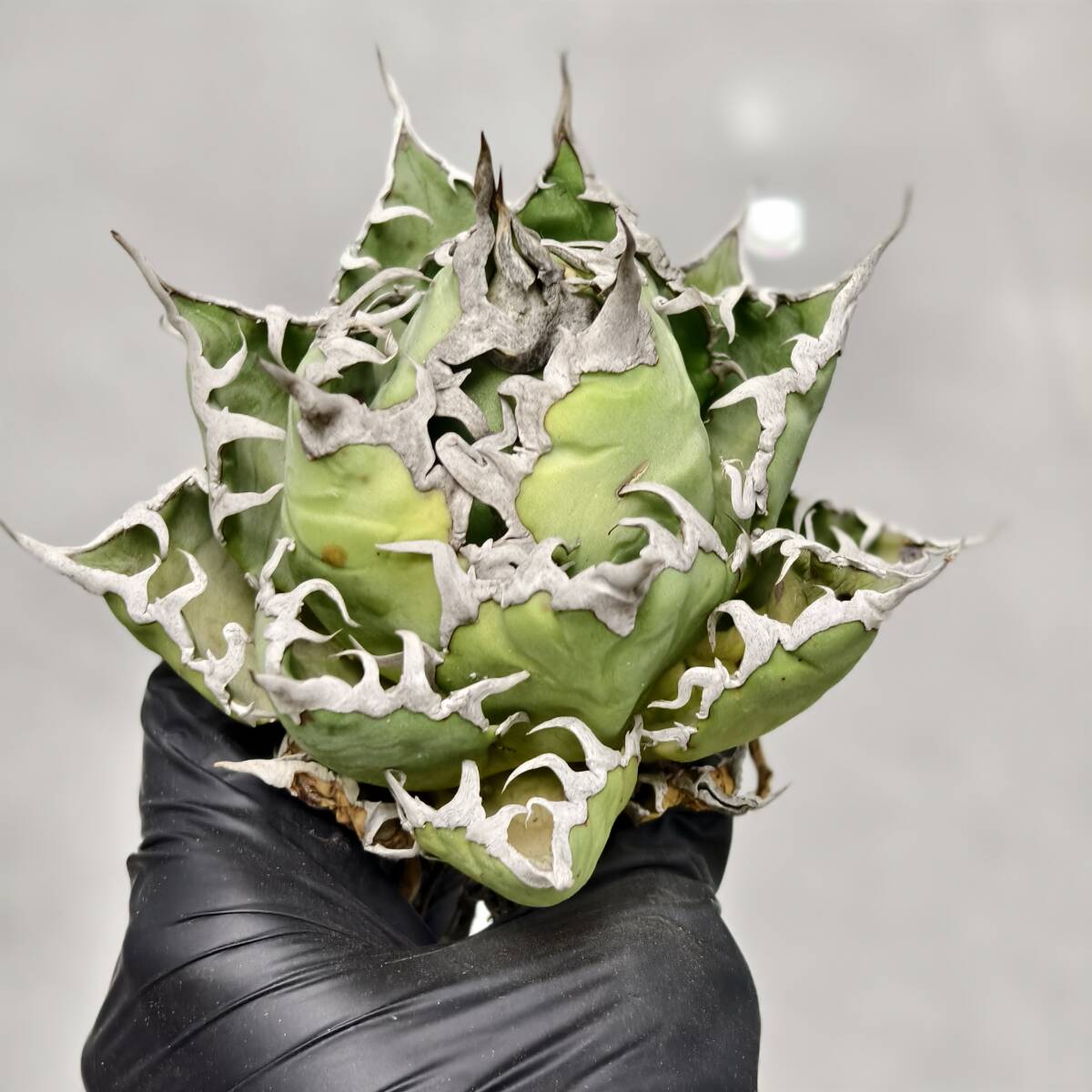 バ*ク様 アガベ　チタノタ　麻花　検　ブツブツ　冰雹　麻花　大白鯊　皇冠 Yahoo!オークション -「アガベ チタノタ 麻花龍」(アガベ) (観葉