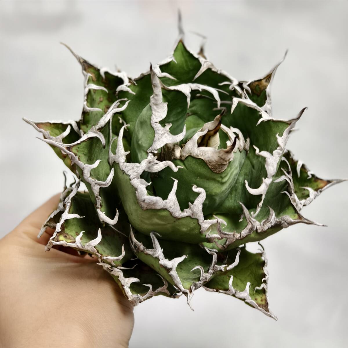 ブ*リ様 20アガベ　チタノタ　オテロイ　シーザー　ボールタイプ種優良血統 ブ*リ様 20アガベ チタノタ オテロイ シーザー ボールタイプ種