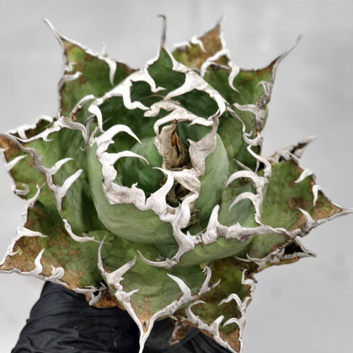 アガベチタノタ 麻花 子株 ブツブツ Yahoo!オークション - アガベ チタノタ 麻花龍 マカロン 子株