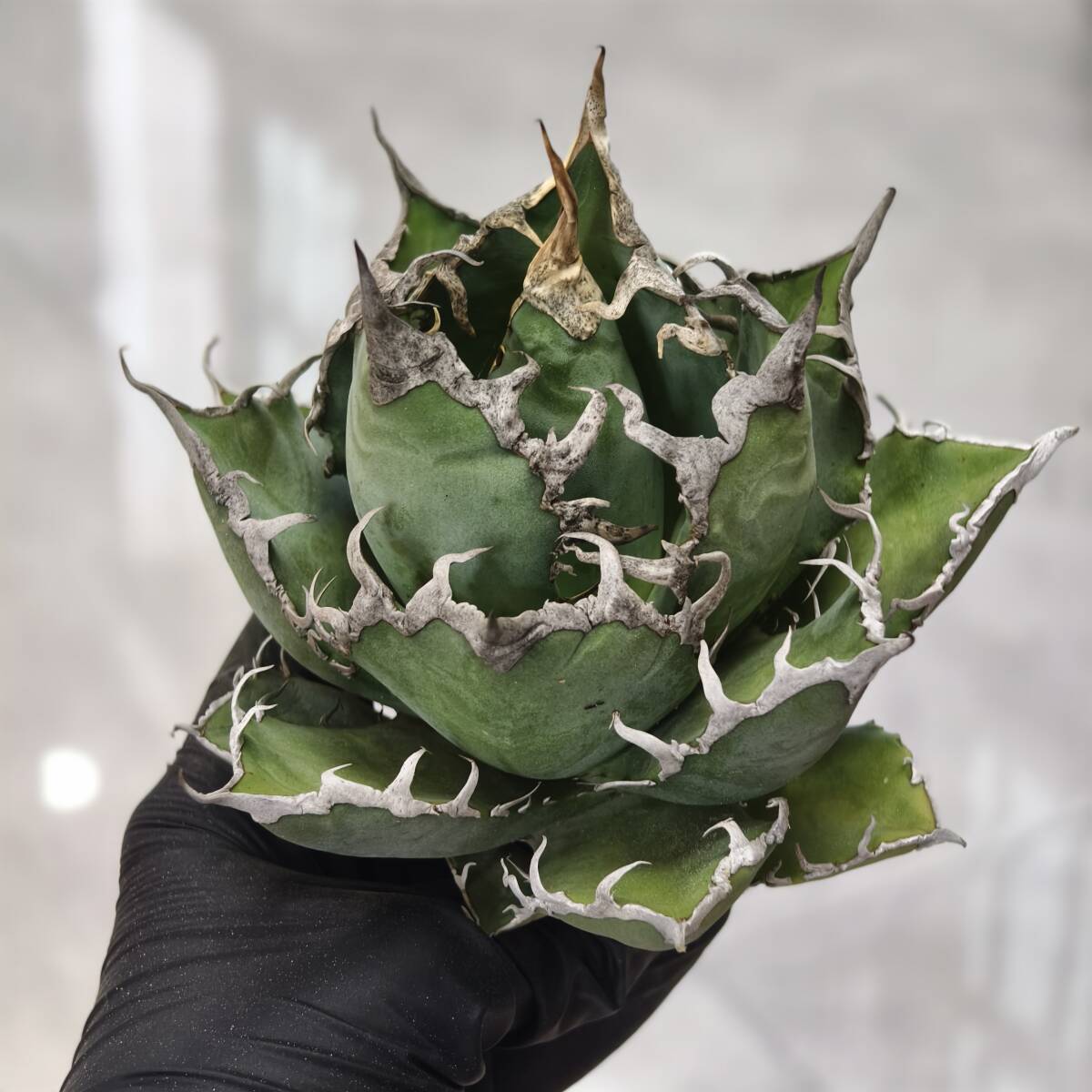 アガベ チタノタ 黒鯊FDD30 / SAD スーパーチタノタシーザー ハデス クラウン 皇冠 清櫻 悪魔くん Yahoo!オークション - cdf60アガベ チタノタ魚刺 ⁄ SAD スーパーチタノ