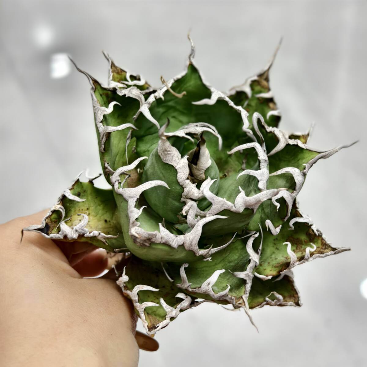 2025年最新】アガベ シーザーの観葉植物商品一覧 - Yahoo