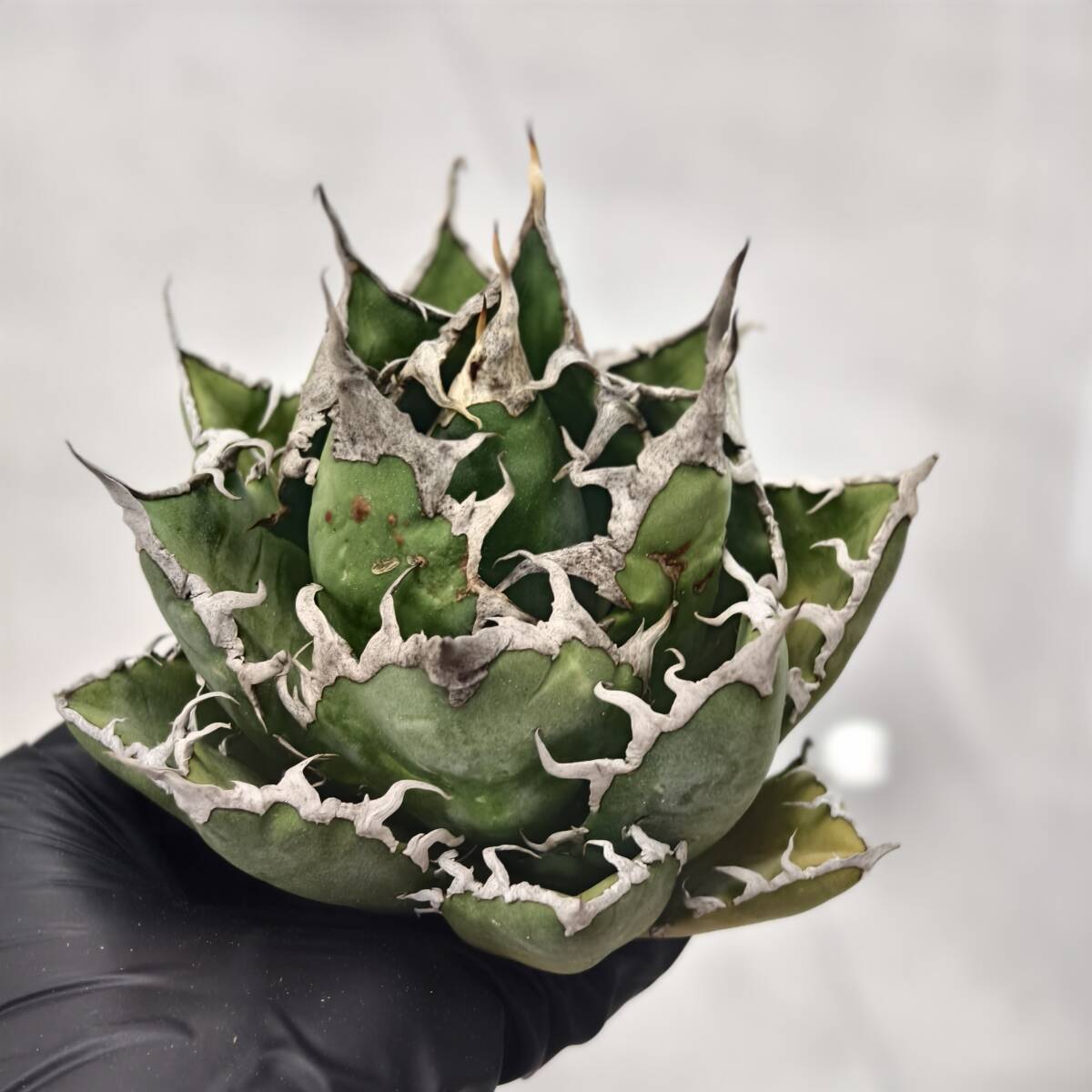 『本日限定価格』　親株アガベ　清櫻　セオ　ダブルヘッド　2頭株　子株四つ付き 本日限定価格』 親株アガベ 清櫻 セオ ダブルヘッド 2頭株 子株四つ