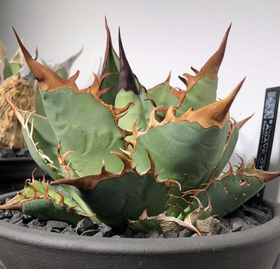 『本日限定価格』　親株アガベ　清櫻　セオ　ダブルヘッド　2頭株　子株四つ付き Yahoo!オークション -「アガベ チタノタ 清櫻」の落札相場・落札価格