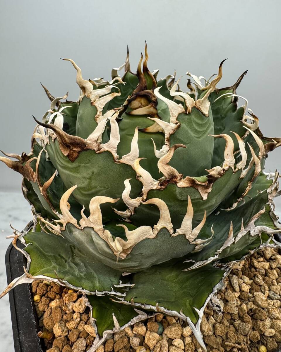 アガベ チタノタ ビースト 極上天芽 (検)大白鯊 皇冠 麻花龍 冰雹 悪魔くん アガベ チタノタ ビースト 極上天芽 (検)大白鯊 皇冠 麻花龍