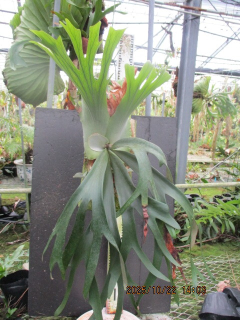 Yahoo!オークション -「aplus」(花、園芸) の落札相場・落札価格