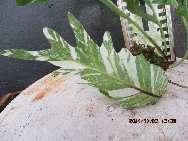 Yahoo!オークション -「ドリナリア 」の落札相場・落札価格