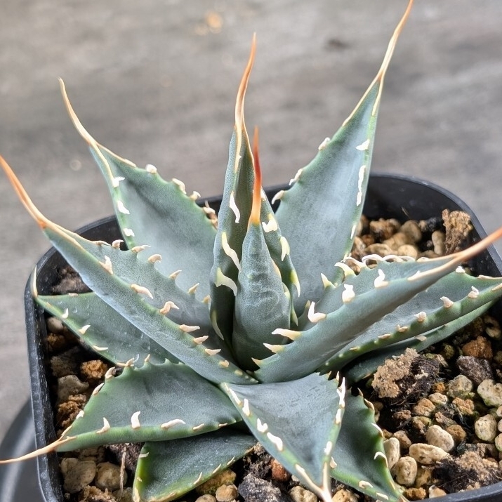 【希少株】エボリスピナ×シャウィー 希少株】エボリスピナ×シャウィー - メルカリ