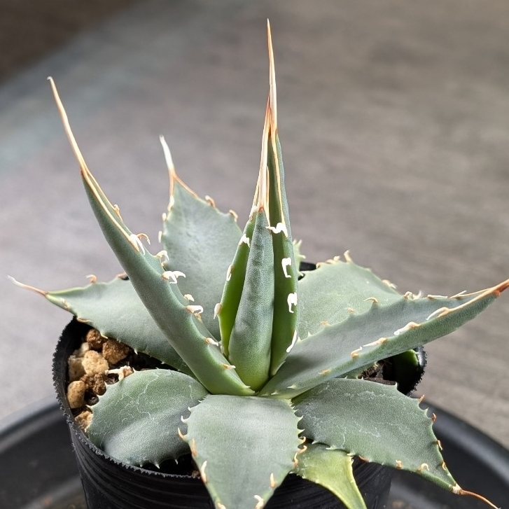 アガベ　お得セット　18株　オテロイ　エボリスピナ他　A Amazon.co.jp: アガベ ユタエンシス エボリスピナ 陽炎 美株 発