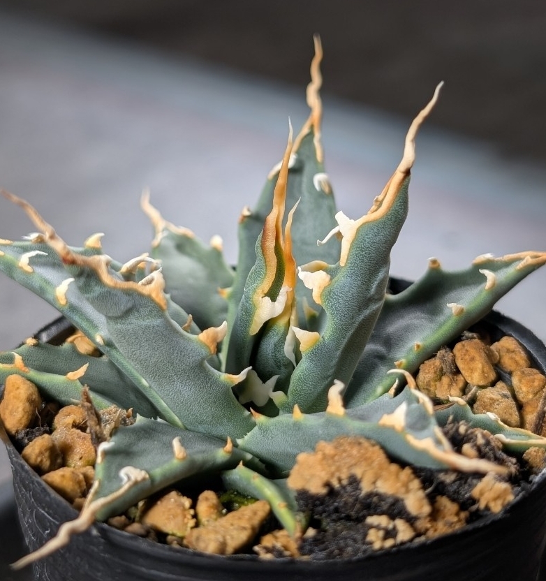 2025年最新】Yahoo!オークション -アガベ ユタエンシス