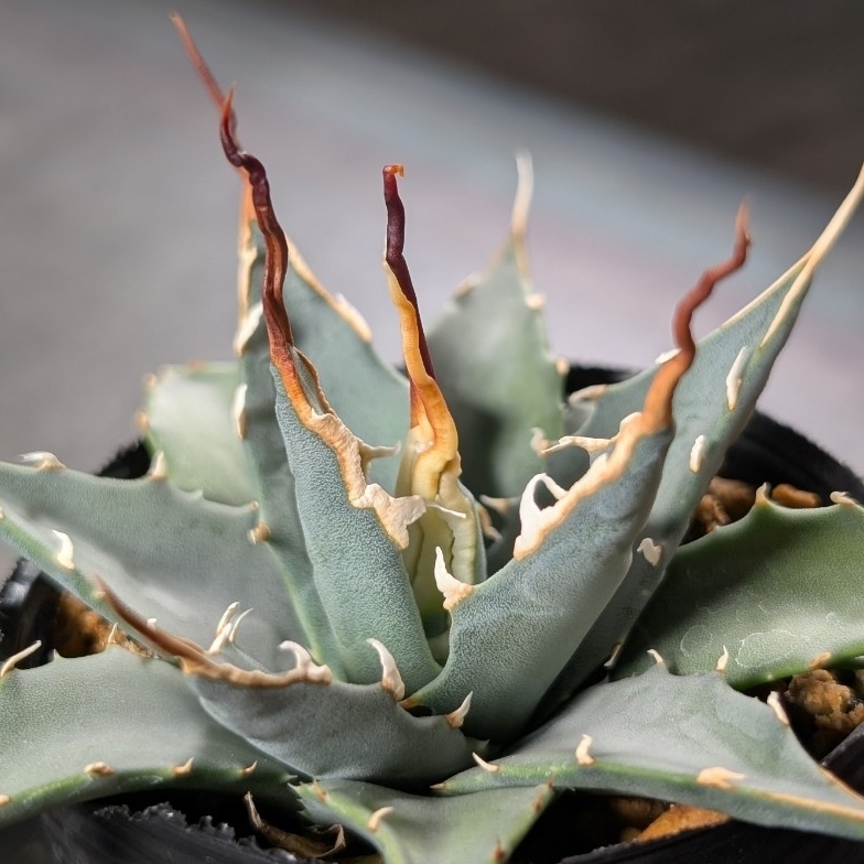 ◾️エボリスピナ 陽炎②◾️エグいうねり アガベ ユタエンシス エボリスピナ陽炎（（USA株）発根済み