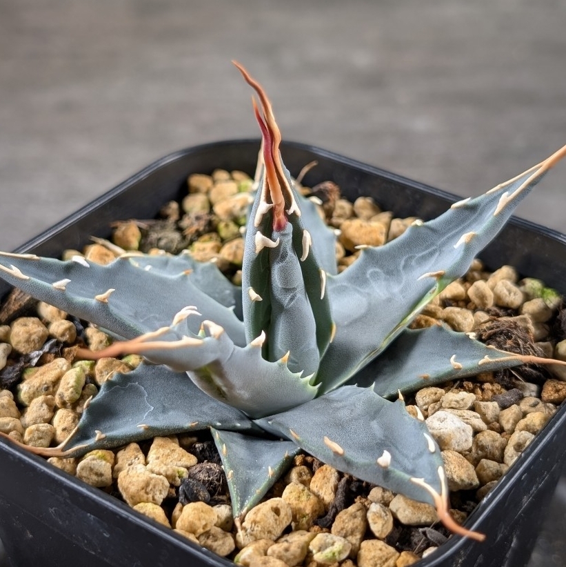 アガベ エボリスピナ特大サイズ ボール型 ロングスピン　スペシャル アガベ エボリスピナ特大サイズ ボール型 ロングスピン スペシャル