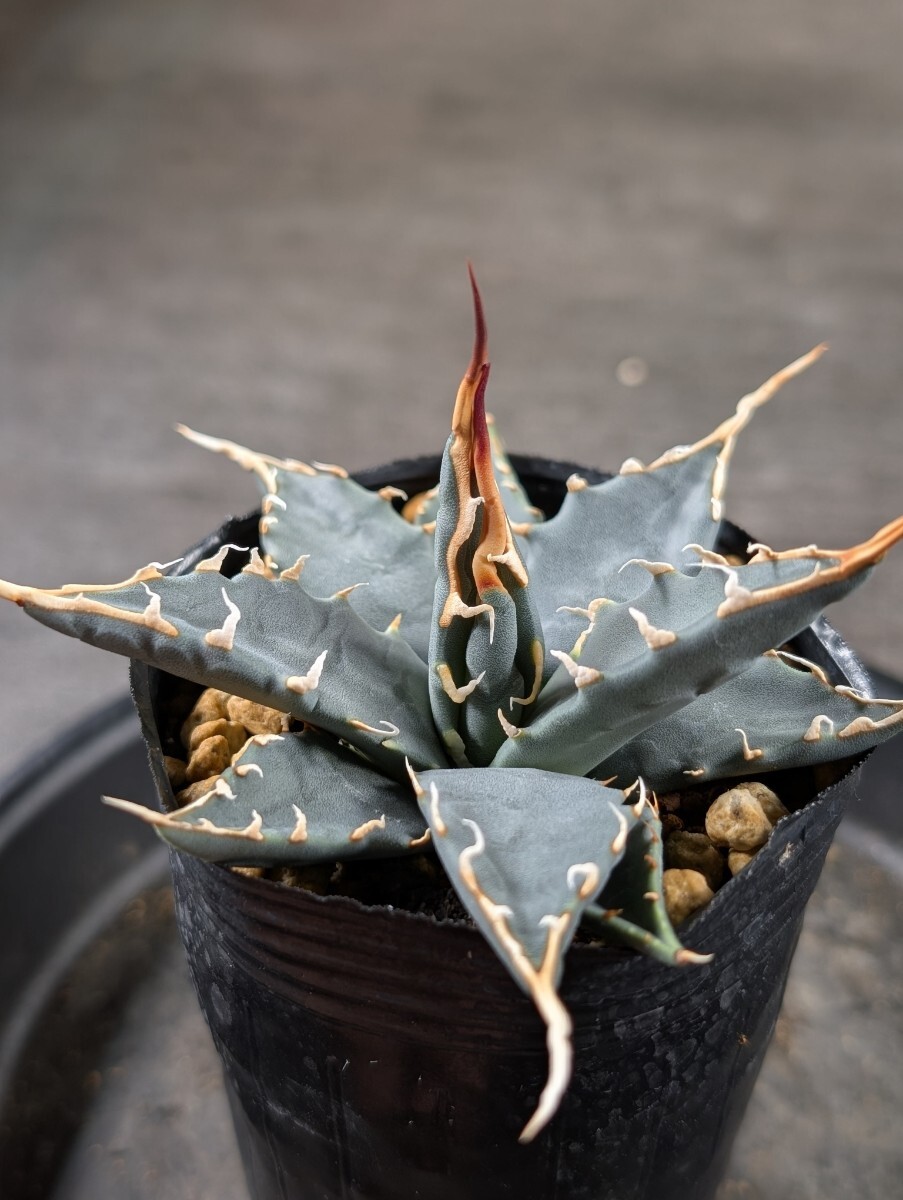 3月入荷 500粒+ アガベ ユタエンシス エボリスピナ 種子 種 証明書あり1 Amazon｜【多肉植物/種子】Agave utahensis var. Eborispina