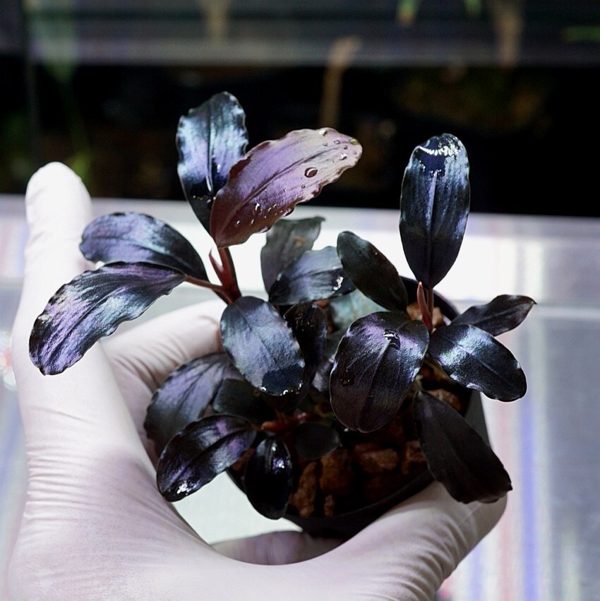 Yahoo!オークション -「ブセファランドラ ティアブルー」の落札