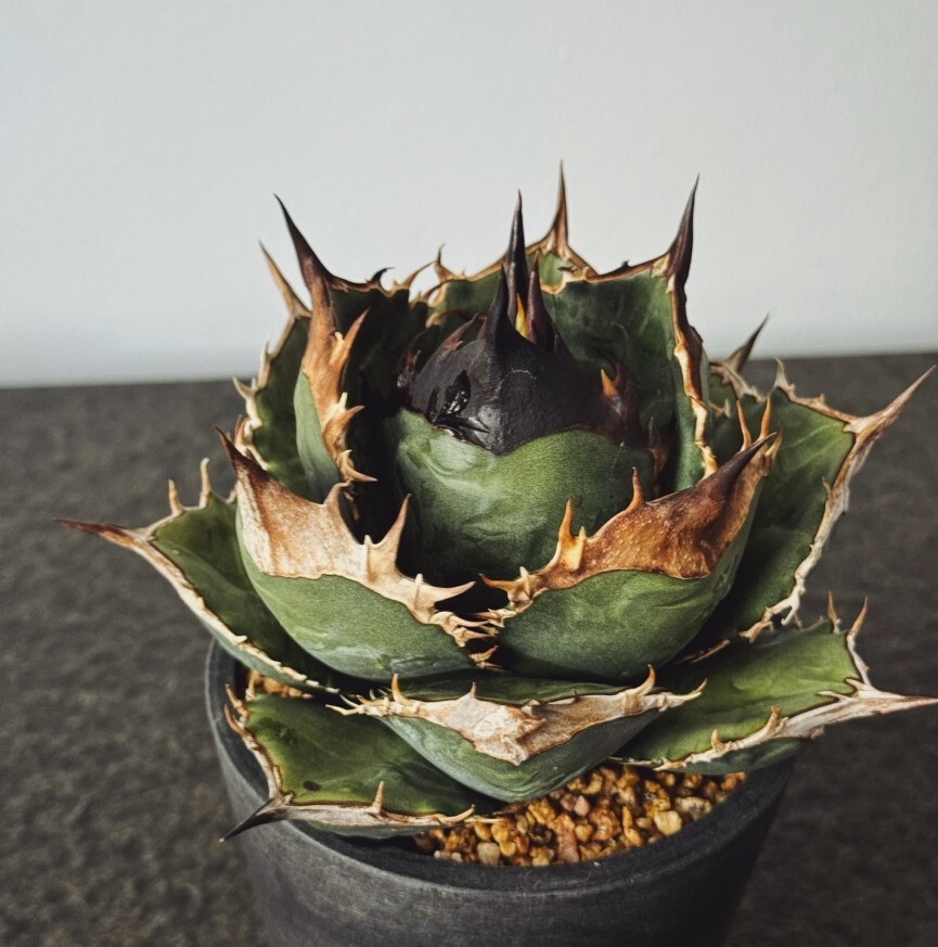 Yahoo!オークション -「子株」(アガベ) (観葉植物)の落札相場