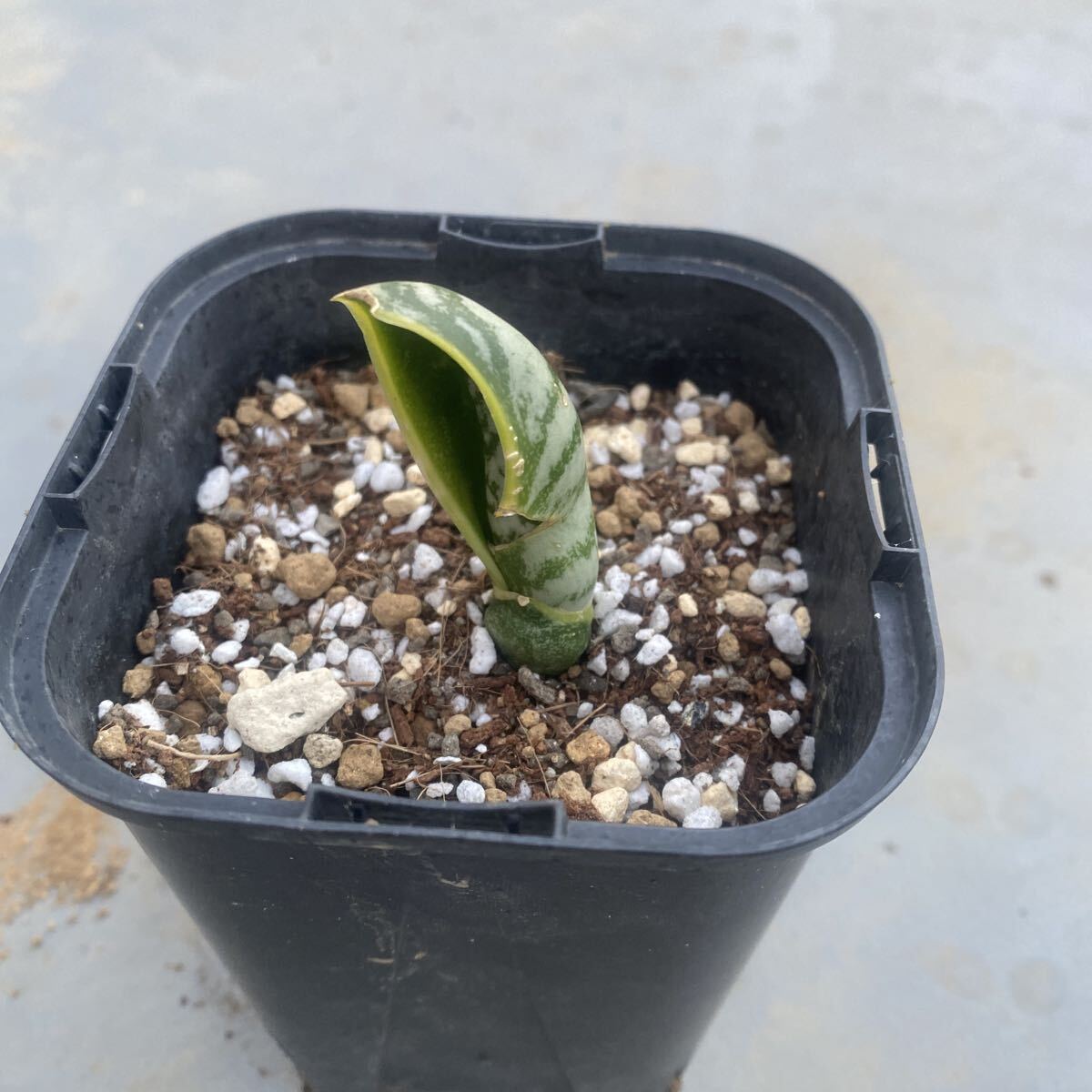 サンスベリア バードビーク サンスベリア バードビーク サンセベリア｜Yahoo!フリマ（旧