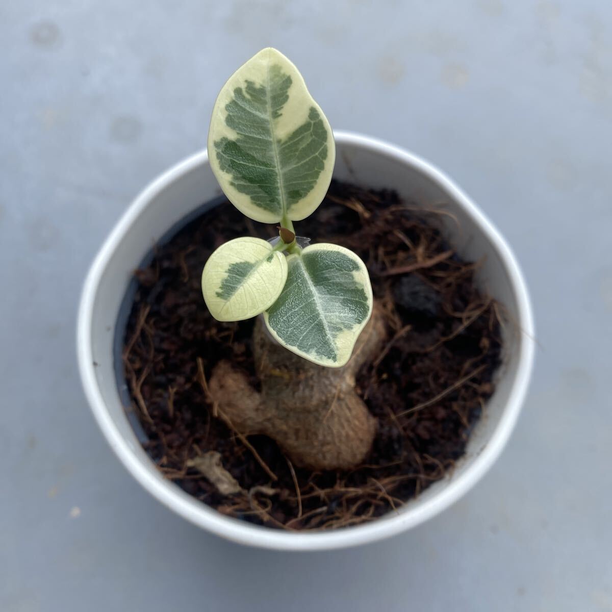 2025年最新】Yahoo!オークション -観葉植物 ガジュマルの中古品