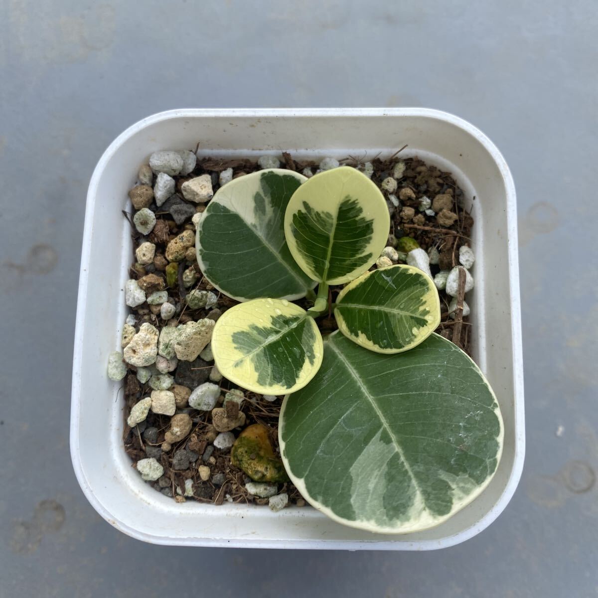 チ*e様 パンダガジュマル　挿し木　斑入り　発根済み パンダガジュマル 斑入り 接木苗 パンダガジュマル 斑入り 希少