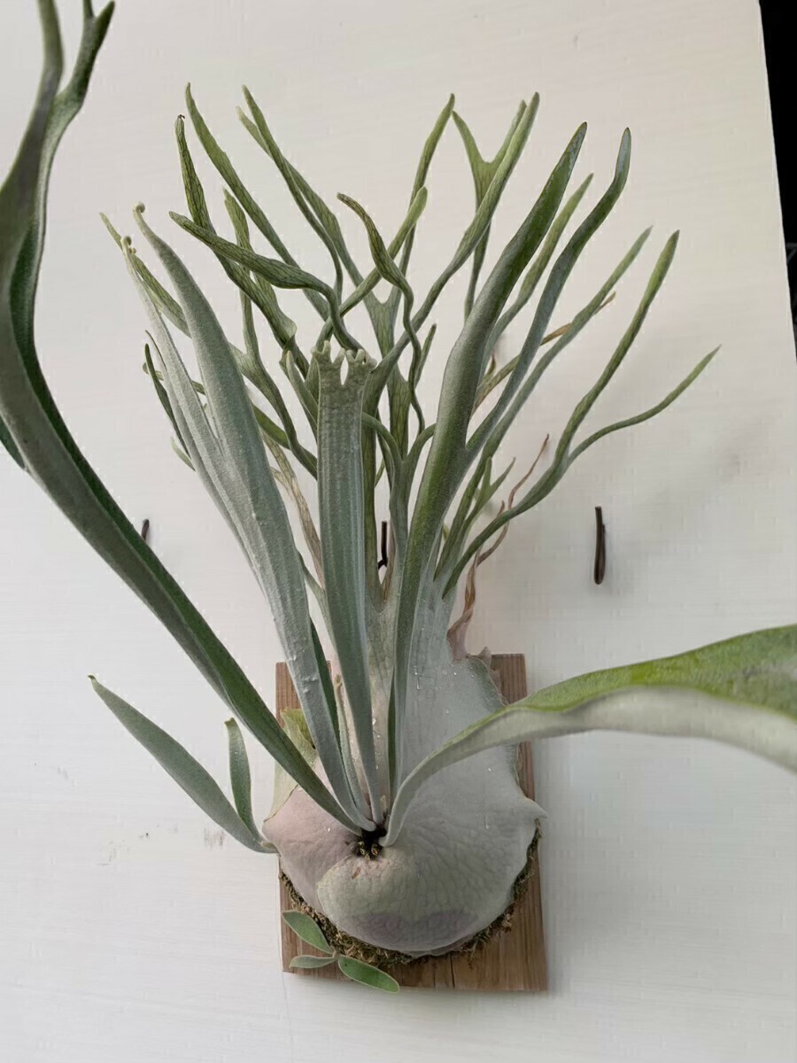 veitchii ベイチー 親株 オマケあり P.veitchii limited species 3 edition親株 - メルカリ