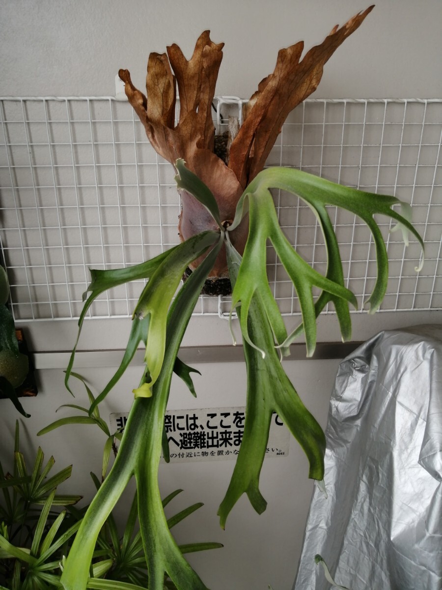 Yahoo!オークション -「bali」(ビカクシダ、コウモリラン) (観葉