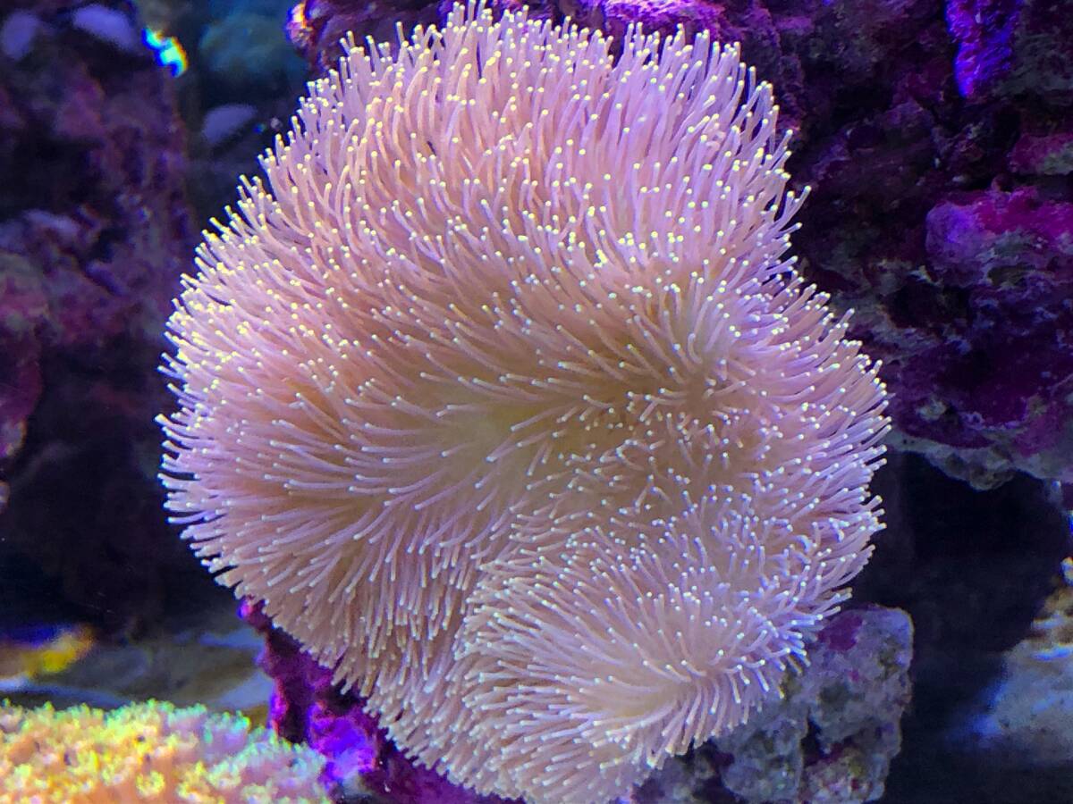 2025年最新】Yahoo!オークション -(珊瑚 サンゴ)(海水魚)の中古