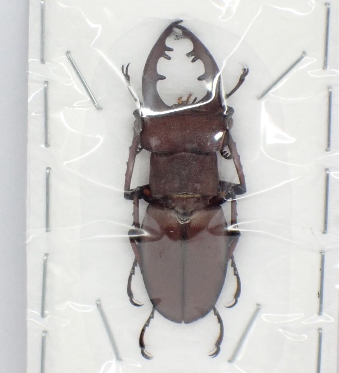 中古◆昆虫標本 クワガタムシ カミキリ 他 ミヤマ オキナワノコギリ ツシマヒラタ コウヅノコギリ ヤクスジ ヒメオオクワガタ 他◆87k 2025年最新Yahoo!オークション -クワガタ 標本(アンティーク